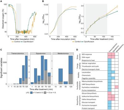 SOS genes are rapidly induced while translesion synthesis polymerase activity is temporally regulated